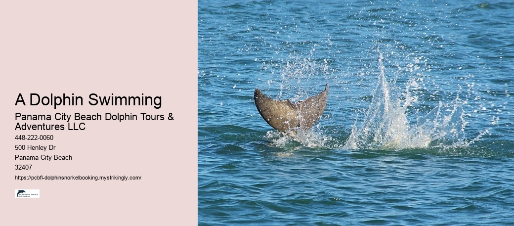 A Dolphin Swimming