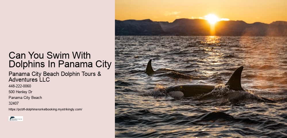 Can You Swim With Dolphins In Panama City