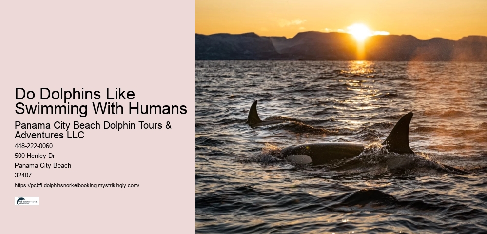 Do Dolphins Like Swimming With Humans