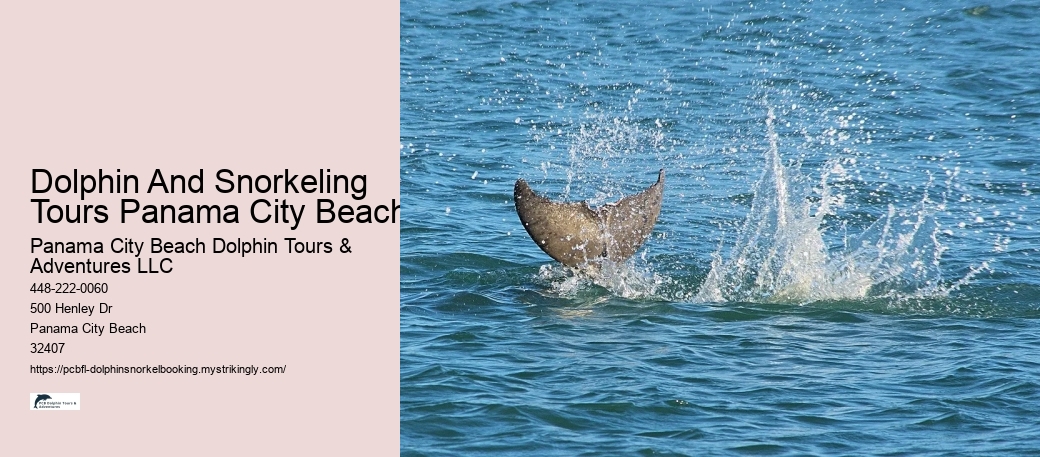 Dolphin And Snorkeling Tours Panama City Beach