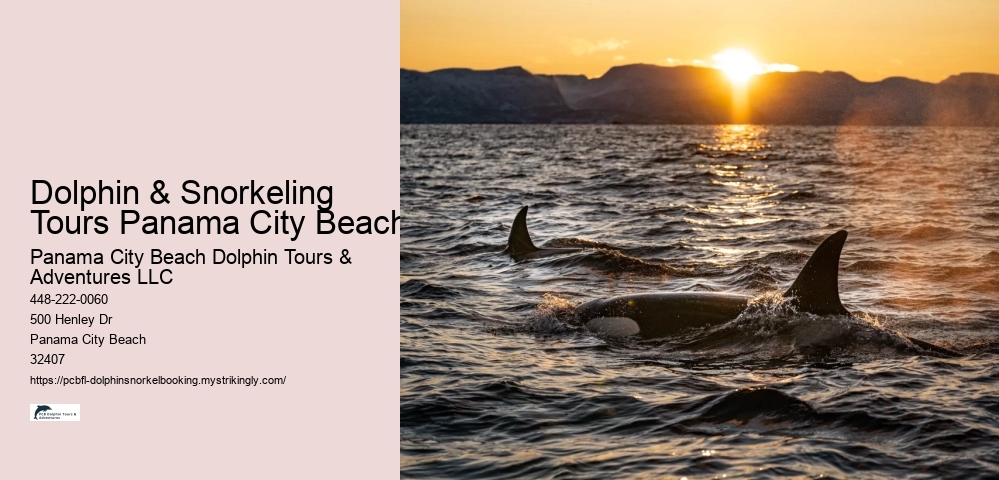 Dolphin & Snorkeling Tours Panama City Beach