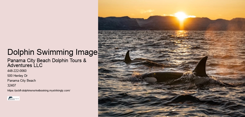 Dolphin Swimming Images