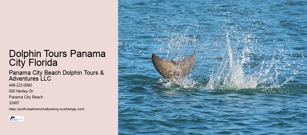 Dolphin Tours Panama City Florida