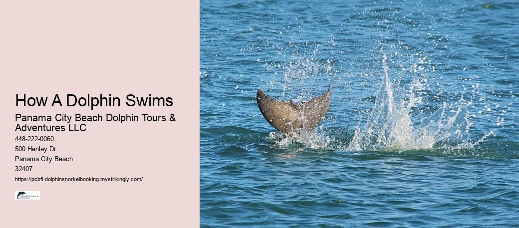 How A Dolphin Swims