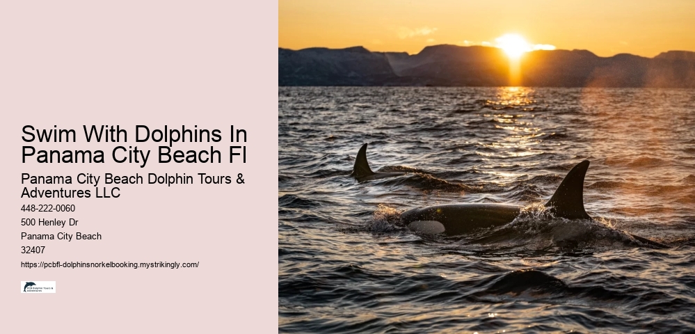 Swim With Dolphins In Panama City Beach Fl