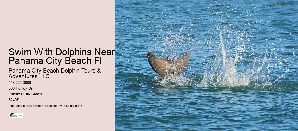 Swim With Dolphins Near Panama City Beach Fl