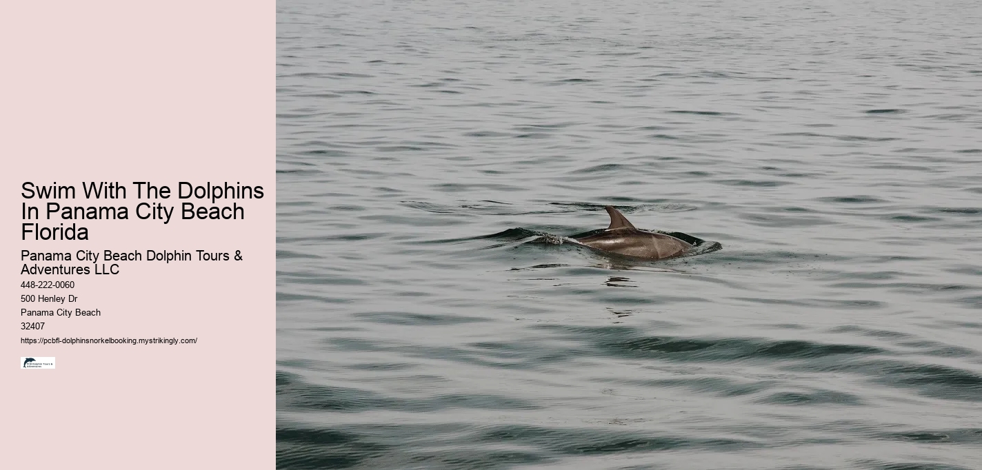 Swim With The Dolphins In Panama City Beach Florida