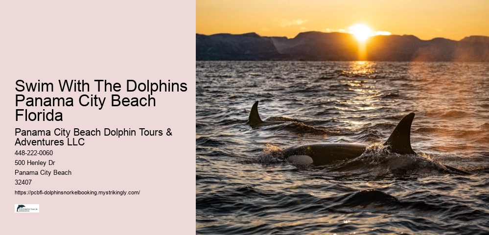 Swim With The Dolphins Panama City Beach Florida