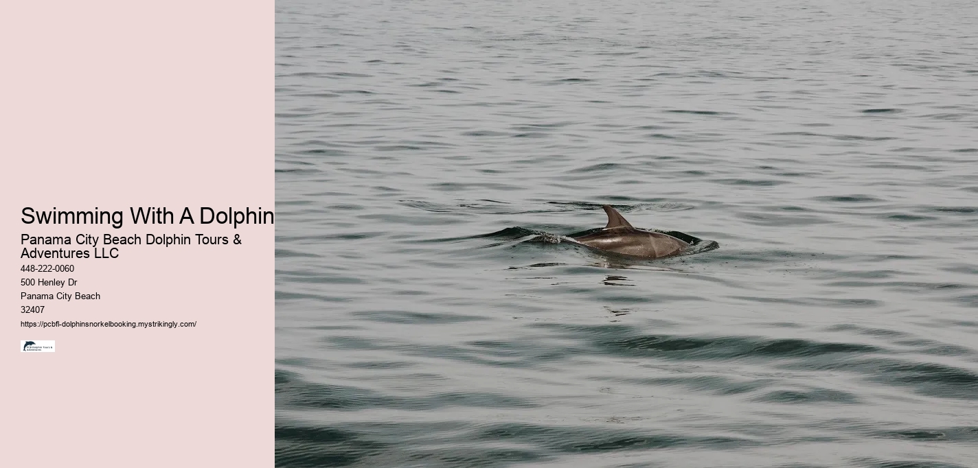 Swimming With A Dolphin