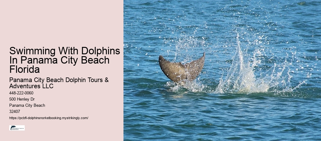 Swimming With Dolphins In Panama City Beach Florida