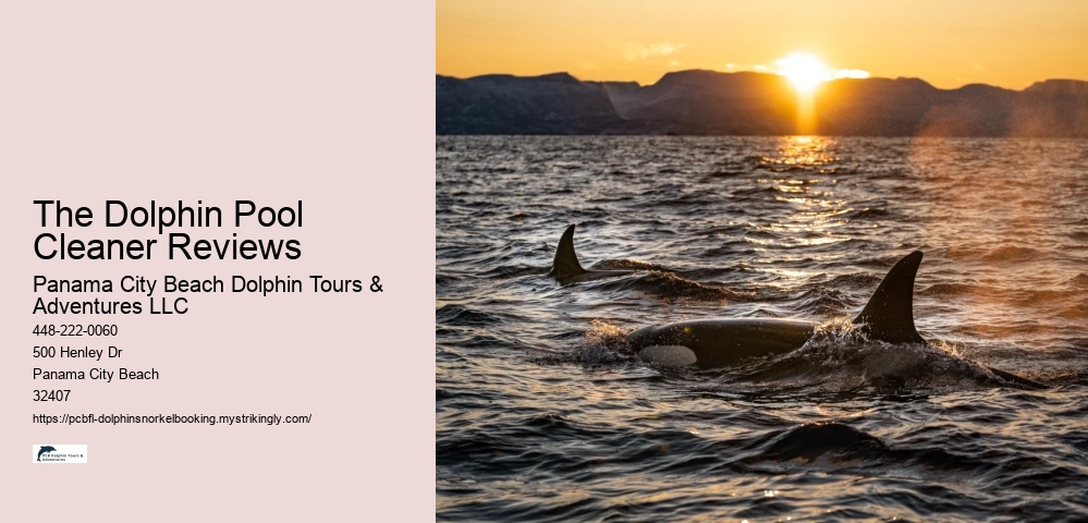 The Dolphin Pool Cleaner Reviews