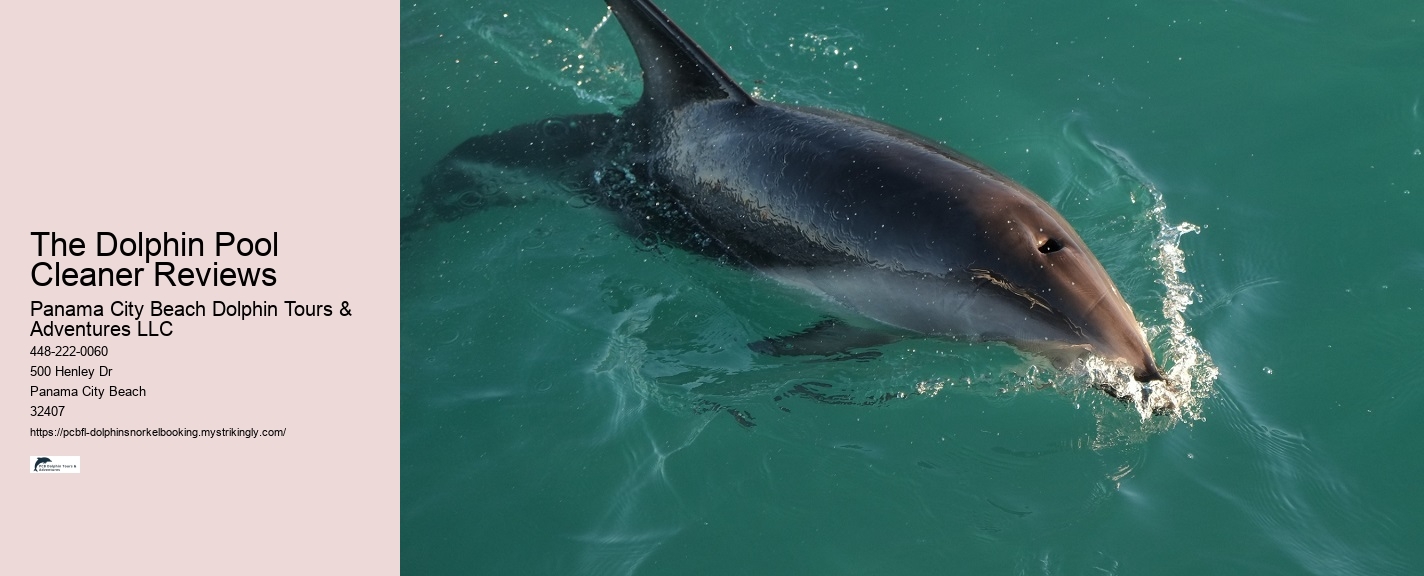 Dolphin Tours In Panama City Beach