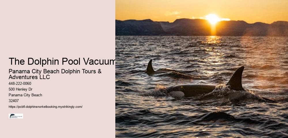 The Dolphin Pool Vacuum