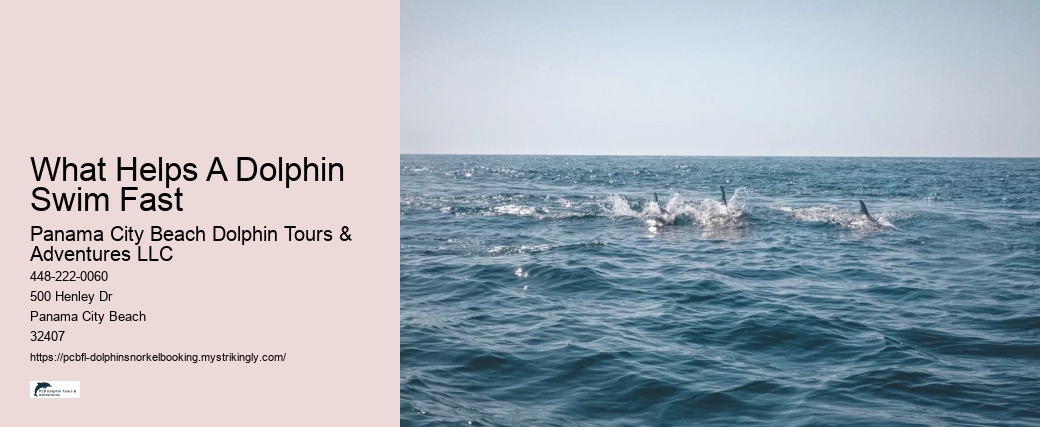 What Helps A Dolphin Swim Fast