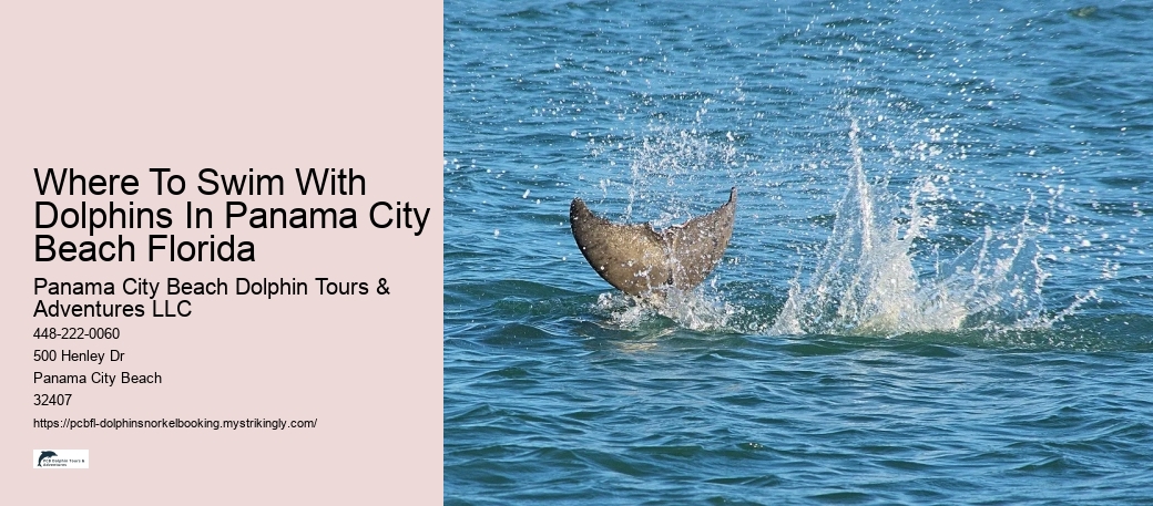 Where To Swim With Dolphins In Panama City Beach Florida